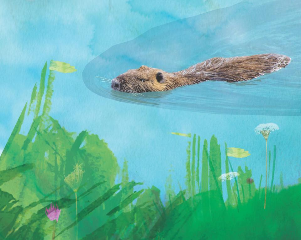 Bever