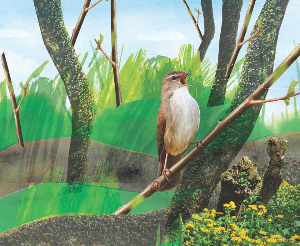 Cetti's zanger 
