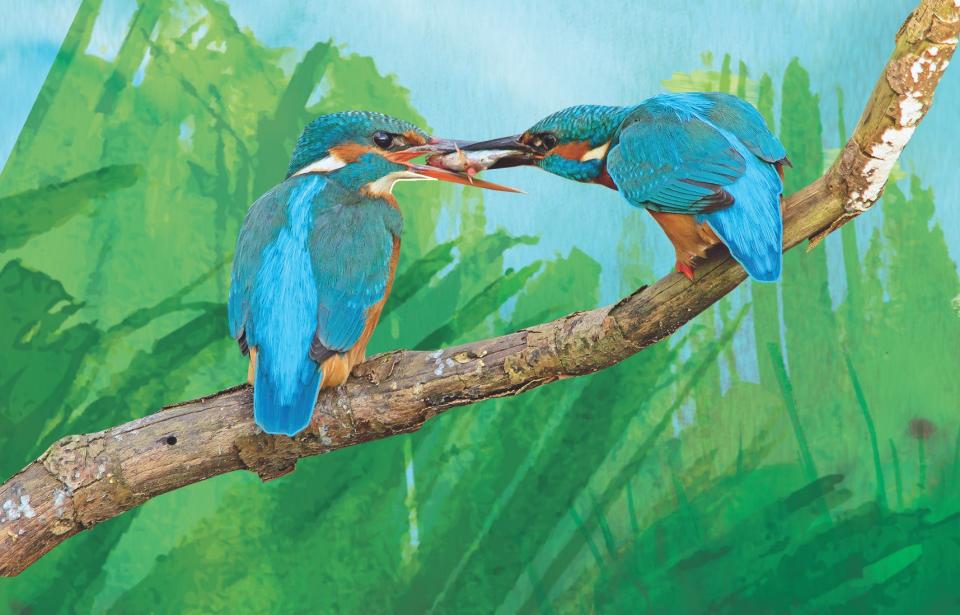 Illustratie van twee ijsvogels