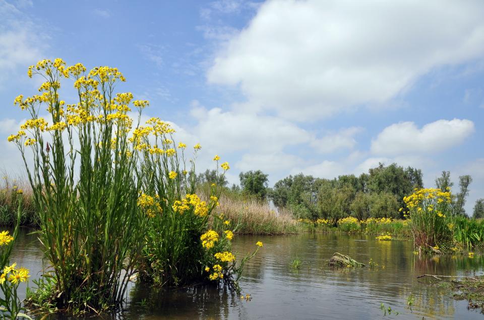 Afbeelding van natuur in de Biesbosch