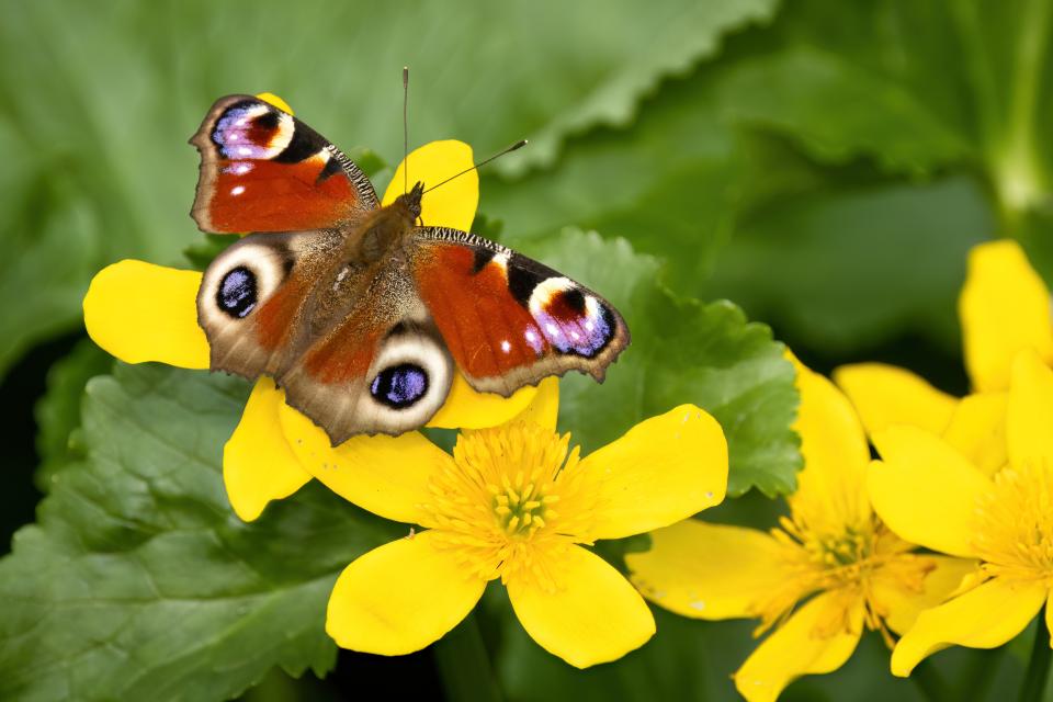 Dagpauwoog op spindotter