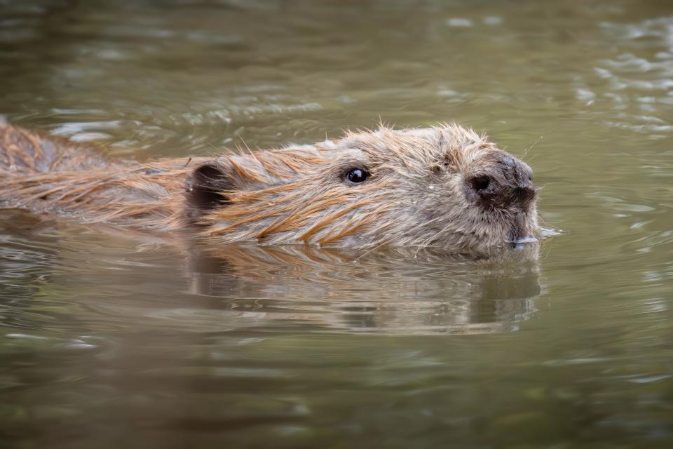 Bever