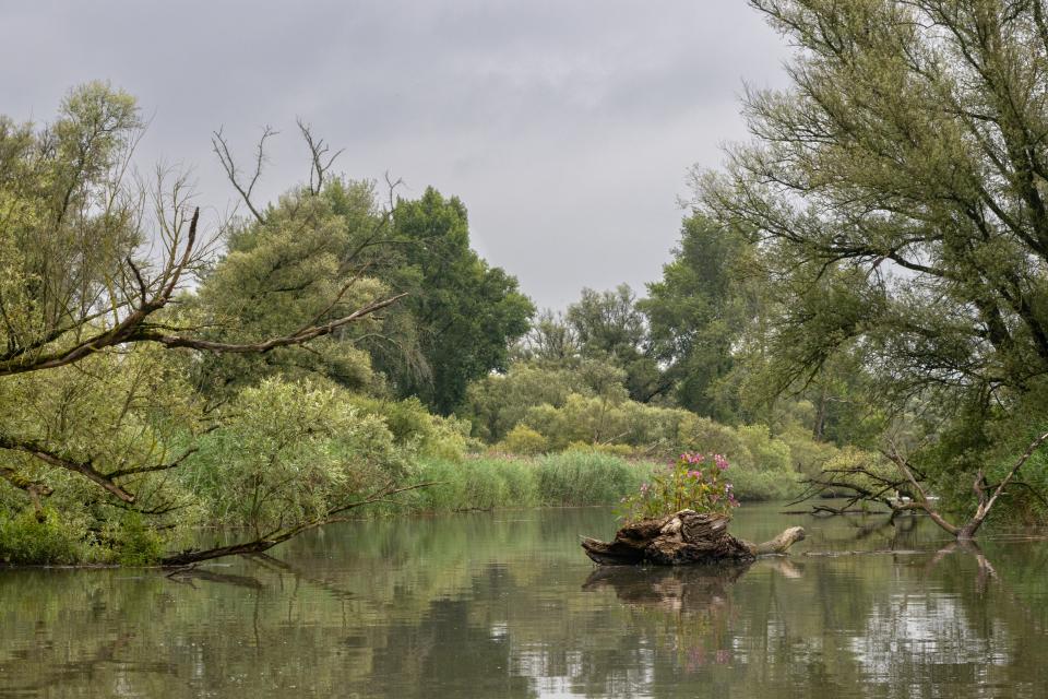 Sliedrechtse Biesbosch