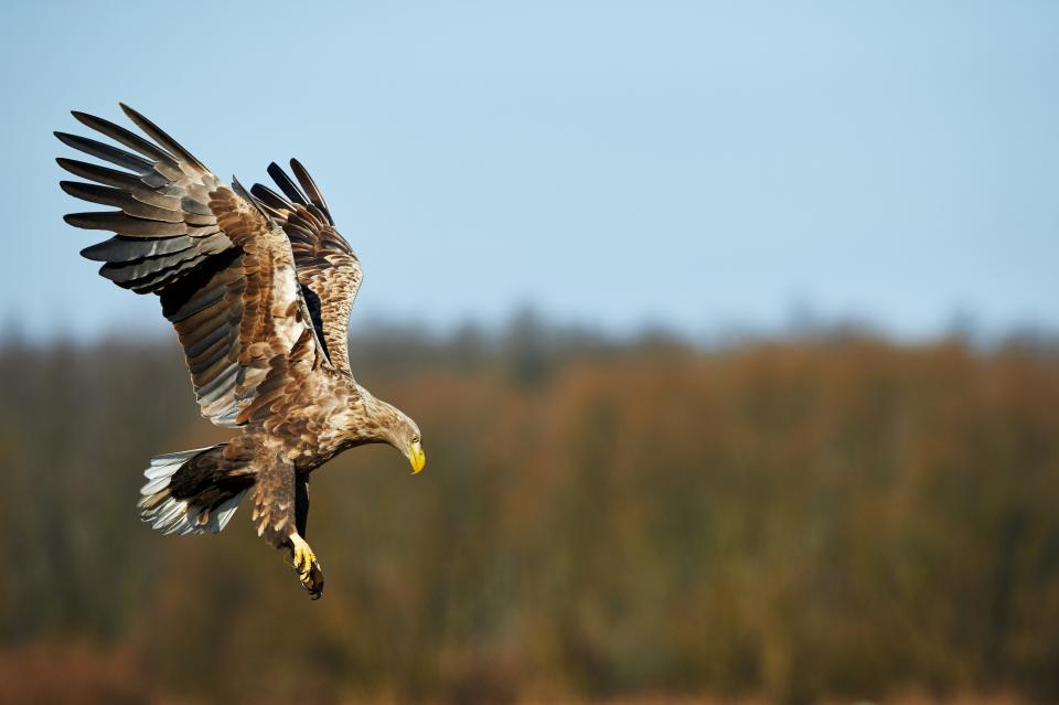 Zeearend