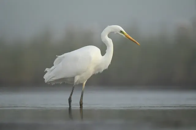 Grote Zilverreiger 