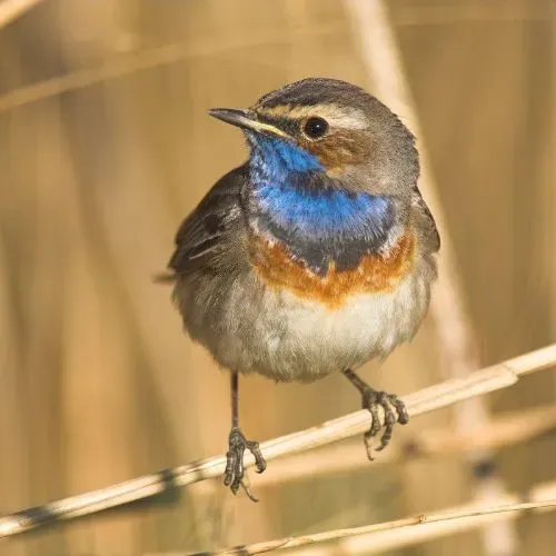 Blauwborst